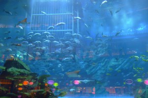 Akvariet på Dubai Mall
